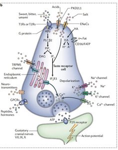 Taste receptor cell signaling pathways