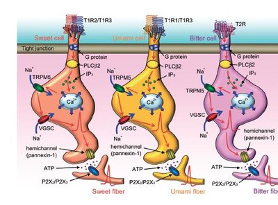 Type II taste receptor cell signaling