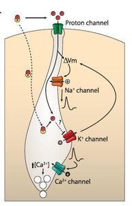 Type III taste receptor cell signaling