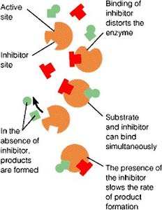 Diagram showing noncompetitive inhibition at an allosteric site