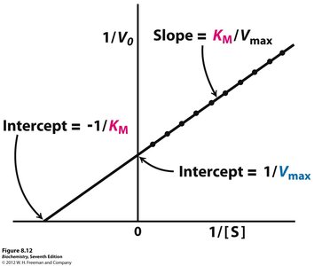 Lineweaver-Burk plot showing intercepts and slope