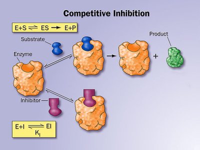 Mechanism of competitive inhibition
