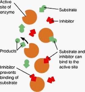 Diagram showing competitive inhibition at the active site