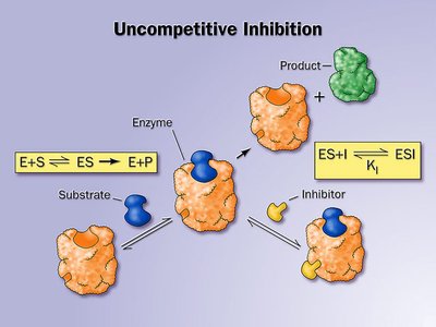 Mechanism of uncompetitive inhibition