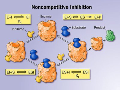 Mechanism of noncompetitive inhibition