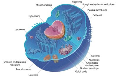 Diagram of a eukaryotic cell showing the plasma membrane and organelles