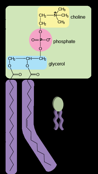 Structure of a phospholipid molecule