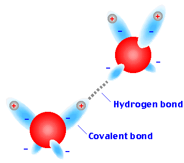 Hydrogen bonding between water molecules
