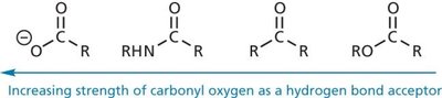 Strength of carbonyl oxygen as hydrogen bond acceptor