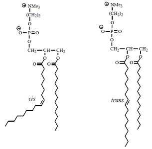 Cis and trans unsaturated fatty acids in phospholipids