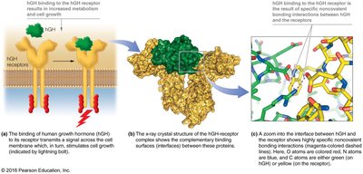 Noncovalent interactions in protein-protein binding