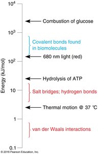 Relative energies of covalent and noncovalent interactions