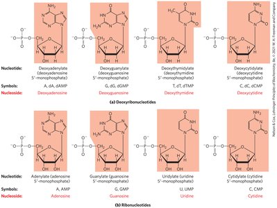 Deoxyribonucleotides and ribonucleotides