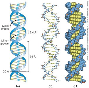 DNA double helix representations