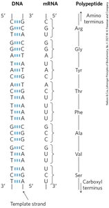 Co-linearity of DNA, mRNA, and protein
