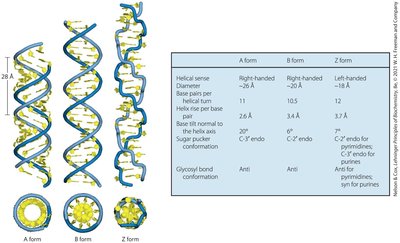 A, B, and Z forms of DNA