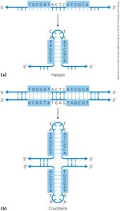 Hairpin and cruciform structures