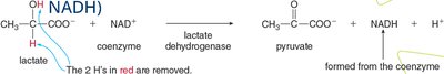 Lactate dehydrogenase reaction