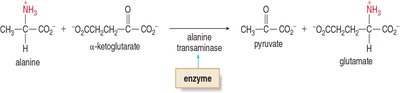 Alanine transaminase reaction