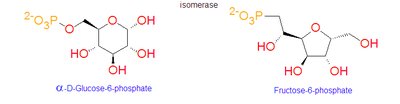 Isomerase reaction: glucose-6-phosphate to fructose-6-phosphate