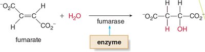 Fumarase lyase reaction