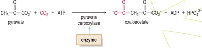 Pyruvate carboxylase reaction