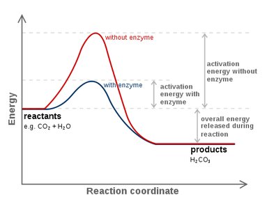 Enzyme reaction energy diagram