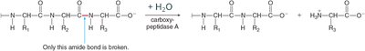 Carboxypeptidase A reaction