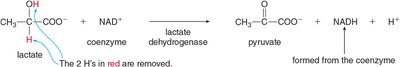 Lactate dehydrogenase reaction
