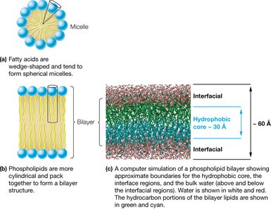 Micelle and bilayer formation by lipids