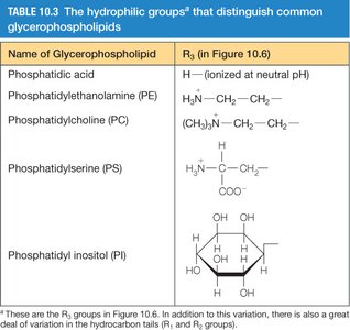 Table of hydrophilic groups in glycerophospholipids
