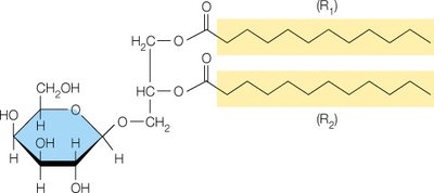 Structure of a glycoglycerolipid