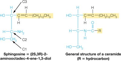 Structure of sphingosine and ceramide