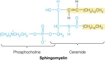 Structure of sphingomyelin