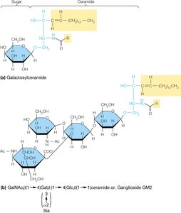 Structure of galactosylceramide and ganglioside GM2