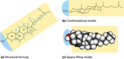 Structural, conformational, and space-filling models of cholesterol