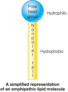 A simplified representation of an amphipathic lipid molecule