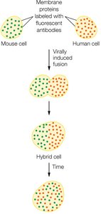 Experiment showing lateral diffusion of membrane proteins
