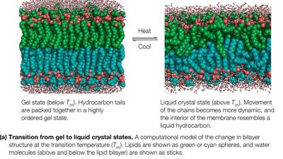 Transition from gel to liquid crystal state in membranes