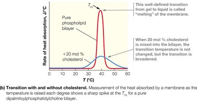 Transition with and without cholesterol