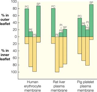 Distribution of major membrane phospholipids in inner and outer leaflets