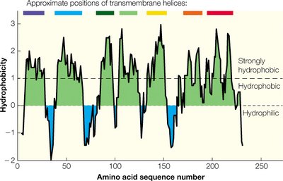 Hydrophobicity plot for bacteriorhodopsin