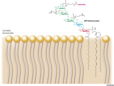 GPI-anchored protein on the membrane