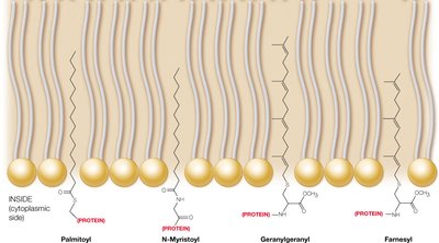 Various lipid modifications anchoring proteins to the membrane