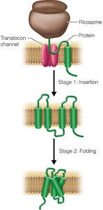 Insertion of proteins into membranes via the translocon