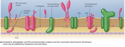Cholesterol, sphingolipids, and GPI-anchored proteins in rafts