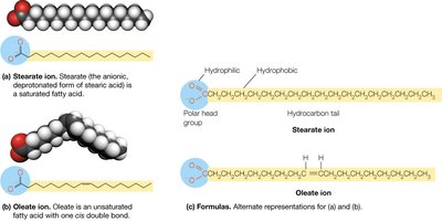 Representative structures of saturated and unsaturated fatty acids