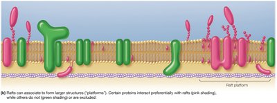 Raft platforms in the membrane