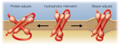 Adaptation to hydrophobic mismatch in membranes