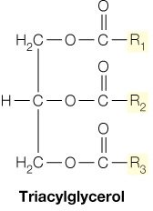 Structure of a simple triacylglycerol